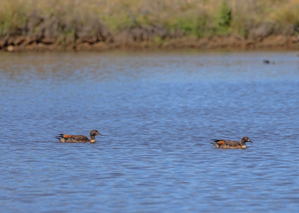 Галагаз австралійський - ML647607008