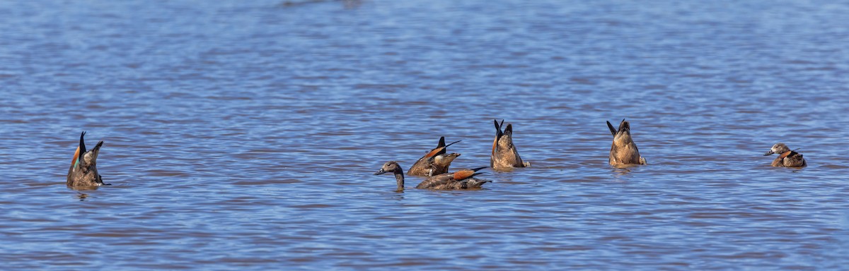 Галагаз австралійський - ML647607009