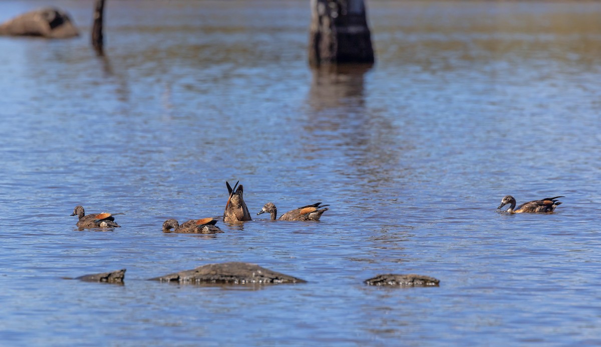 Галагаз австралійський - ML647607010