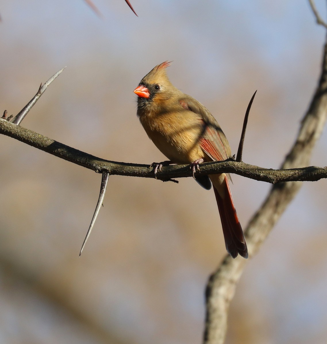 Northern Cardinal (Common) - ML647607020