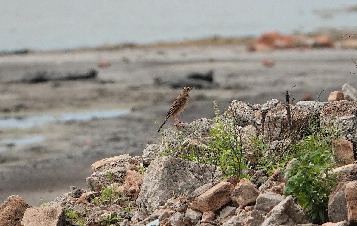 Richard's Pipit - ML647607024