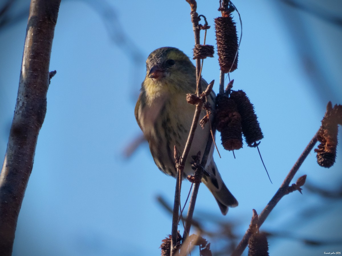 黃雀 - ML647607045