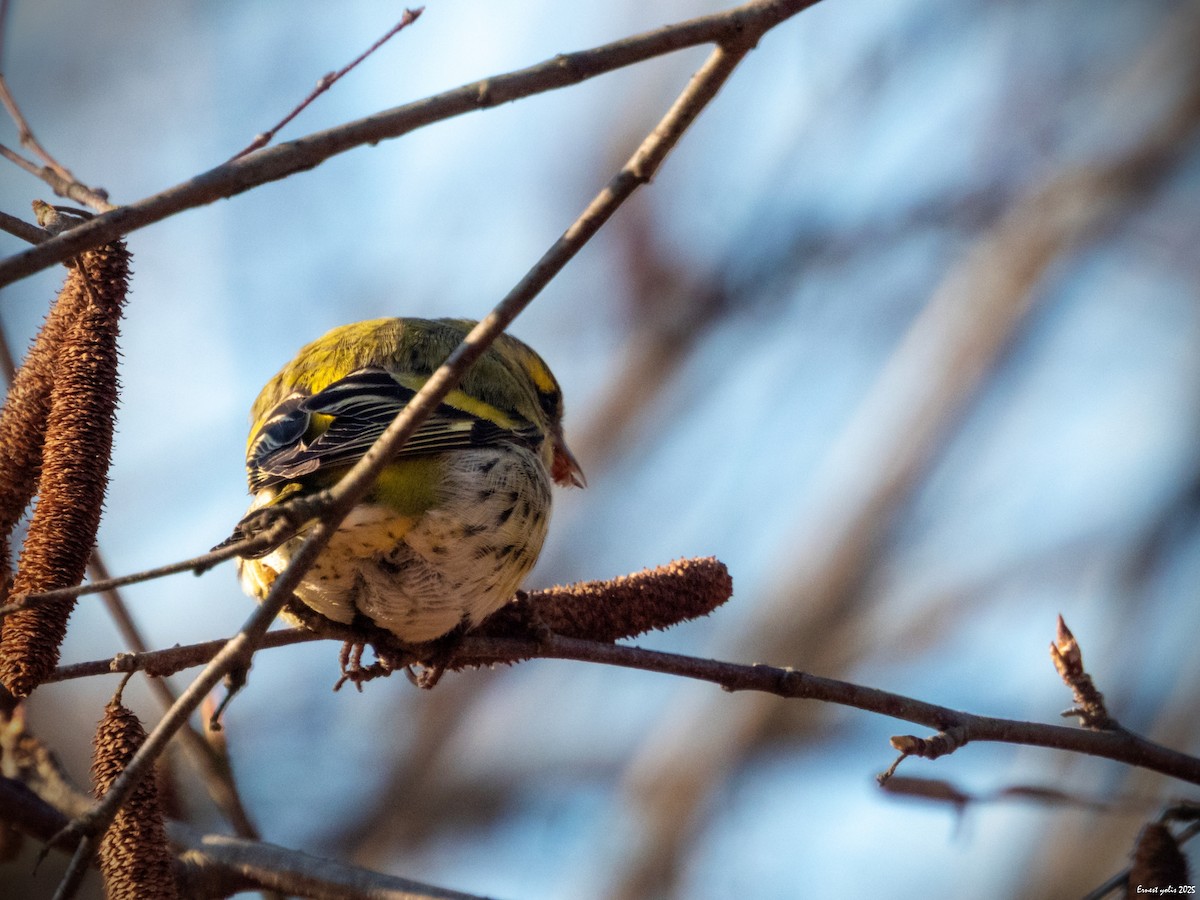 黃雀 - ML647607046