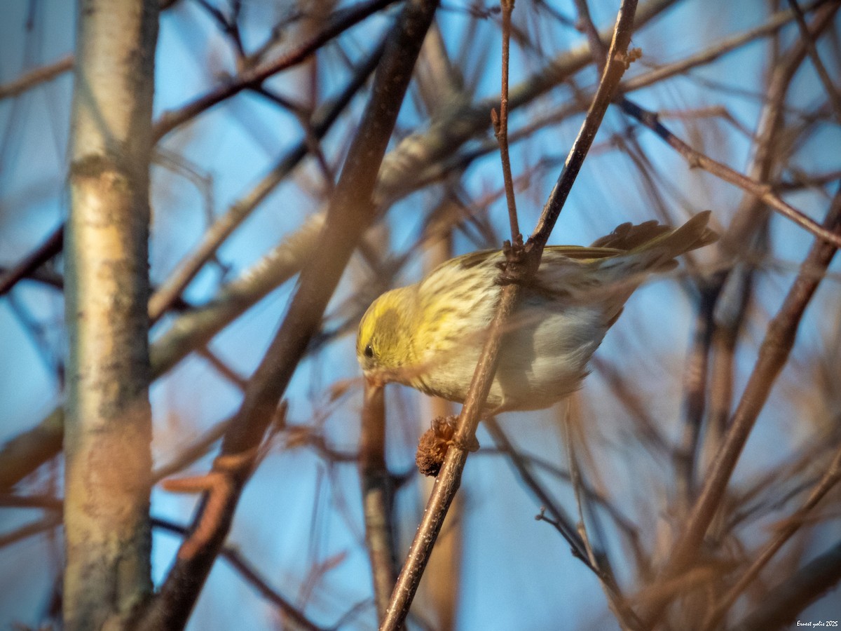 黃雀 - ML647607047