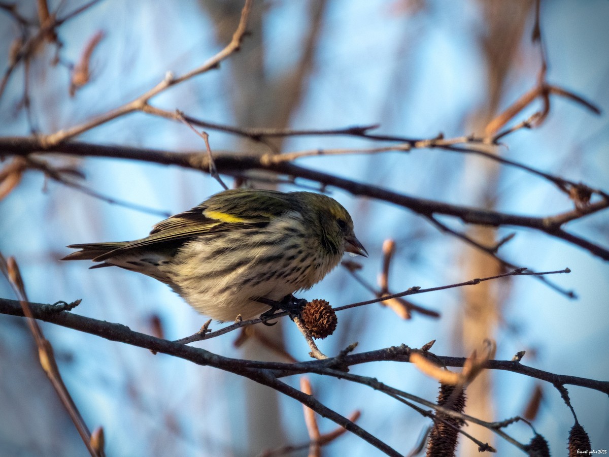 黃雀 - ML647607048