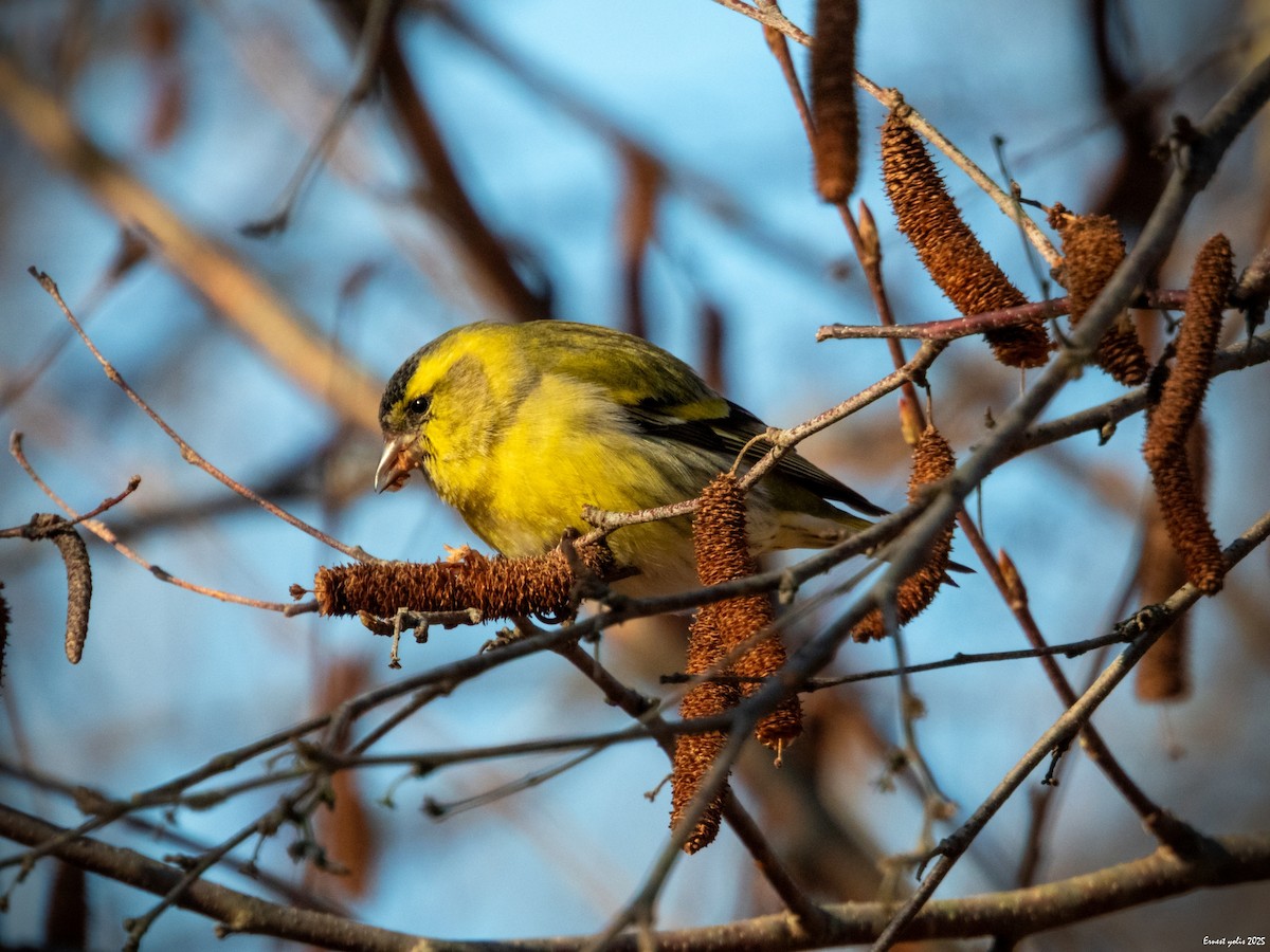 黃雀 - ML647607049