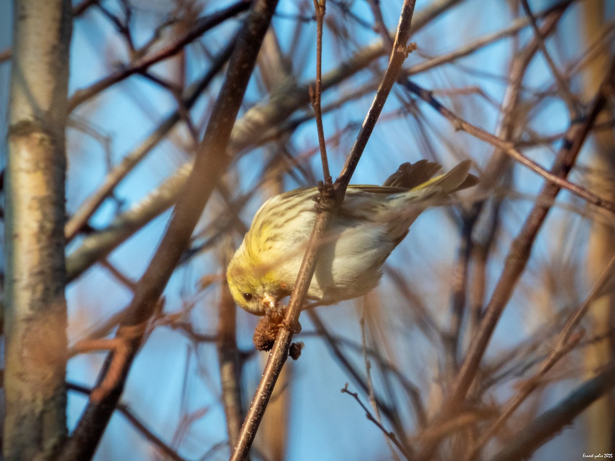 黃雀 - ML647607050