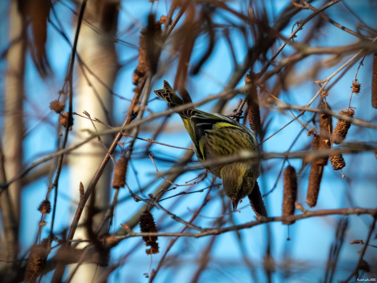 黃雀 - ML647607051