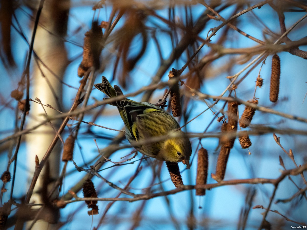 黃雀 - ML647607052