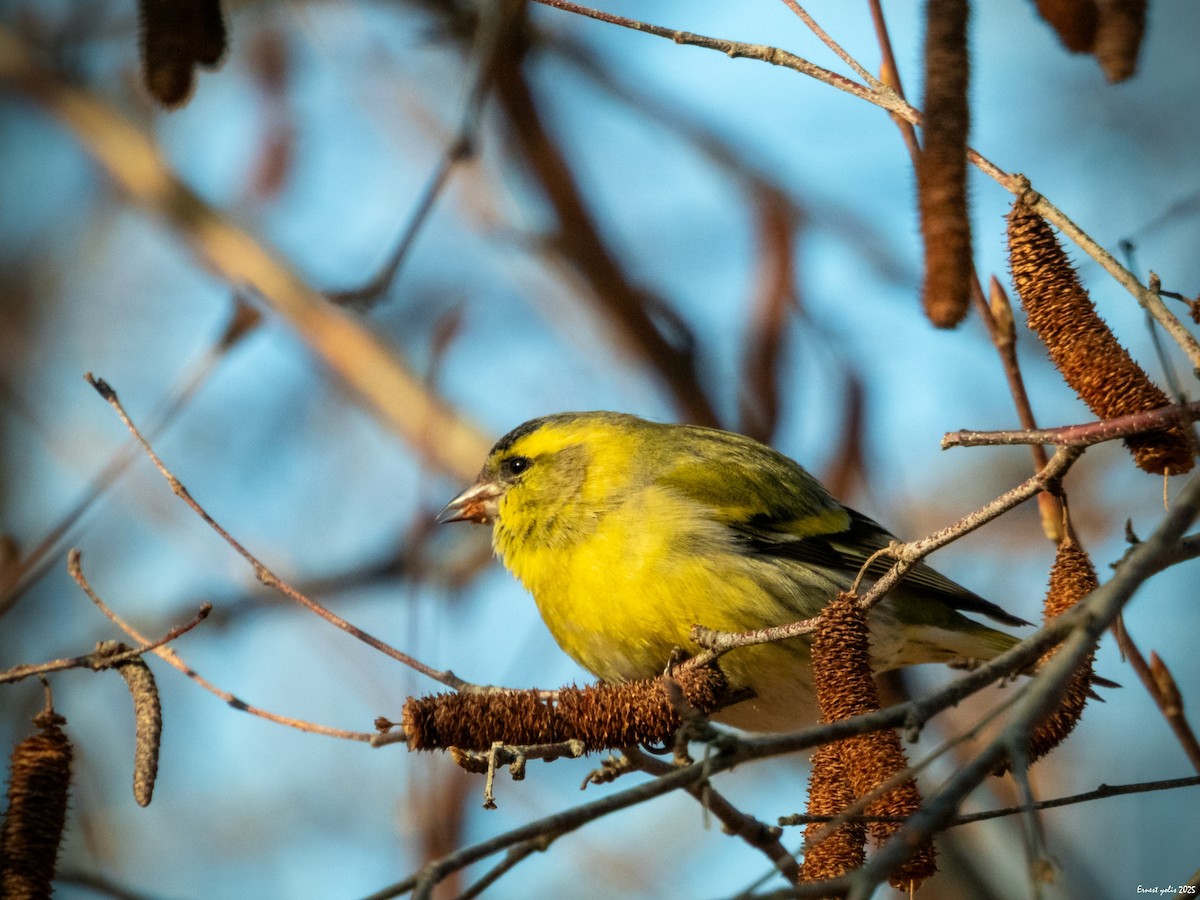 黃雀 - ML647607053