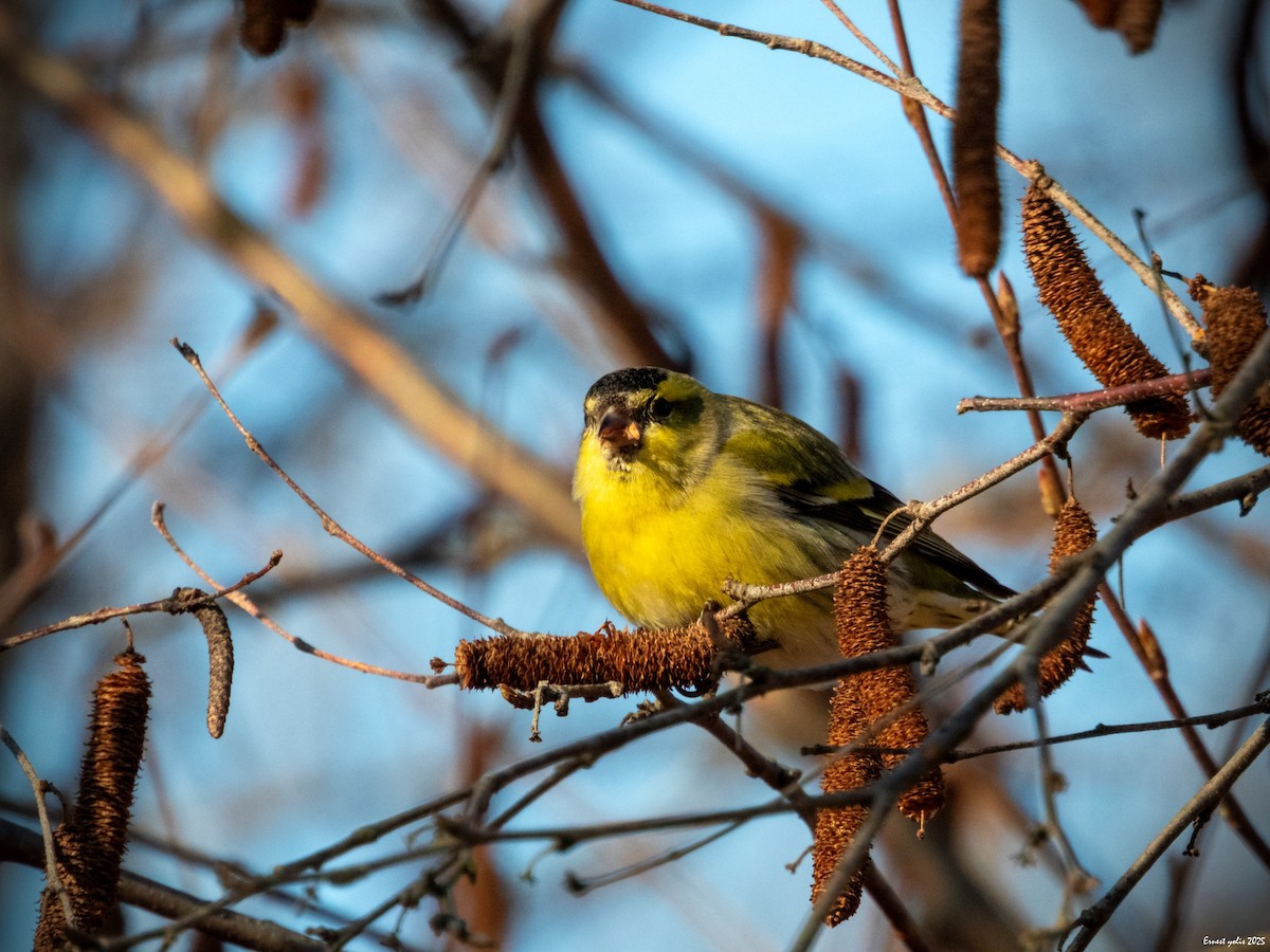 黃雀 - ML647607054