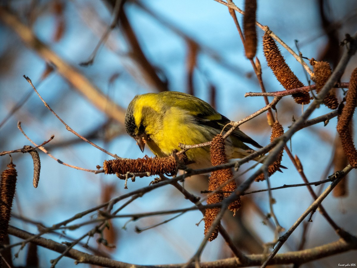 黃雀 - ML647607055