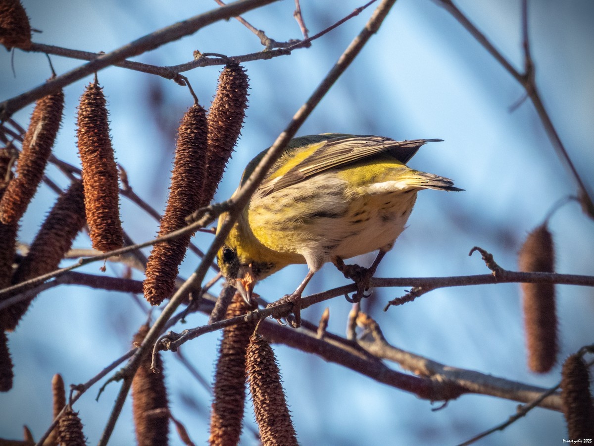 黃雀 - ML647607056