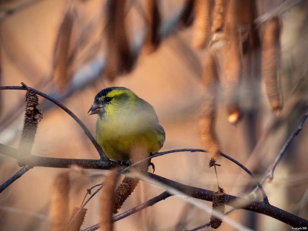 黃雀 - ML647607057