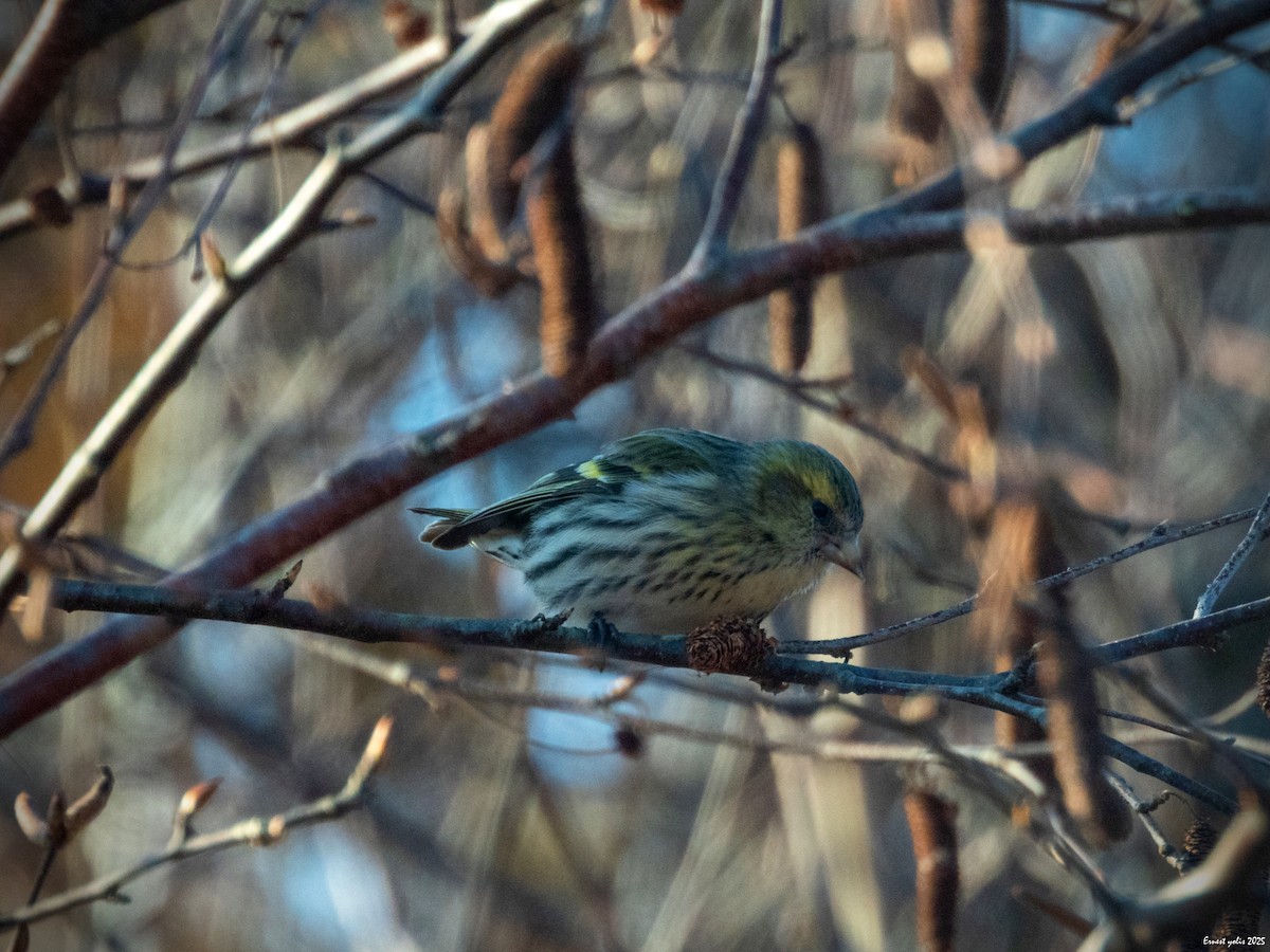 黃雀 - ML647607058