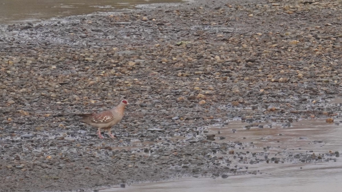 Speckled Pigeon - ML647607104