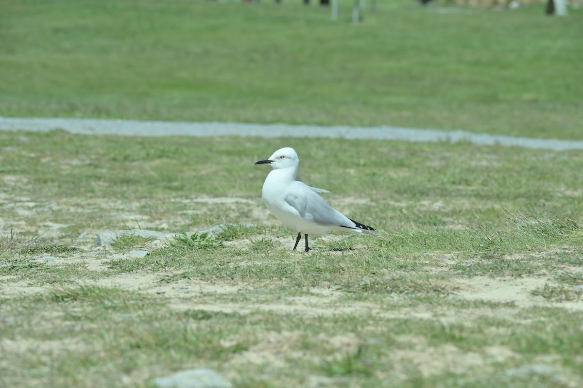 Black-billed Gull - ML647607124