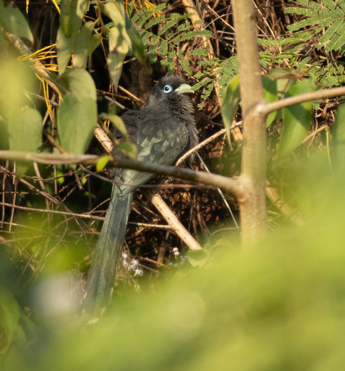 Blue-faced Malkoha - ML647607125