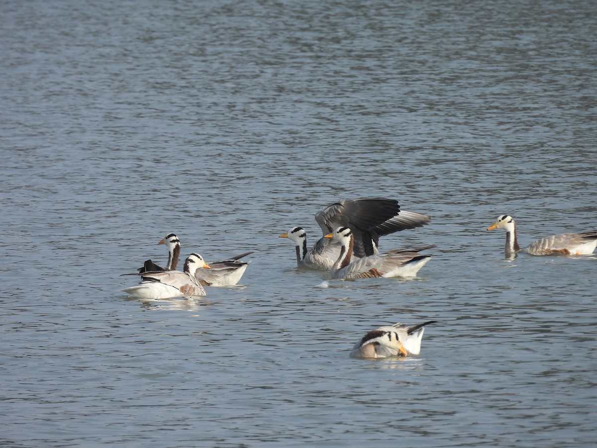 Oie à tête barrée - ML647607151