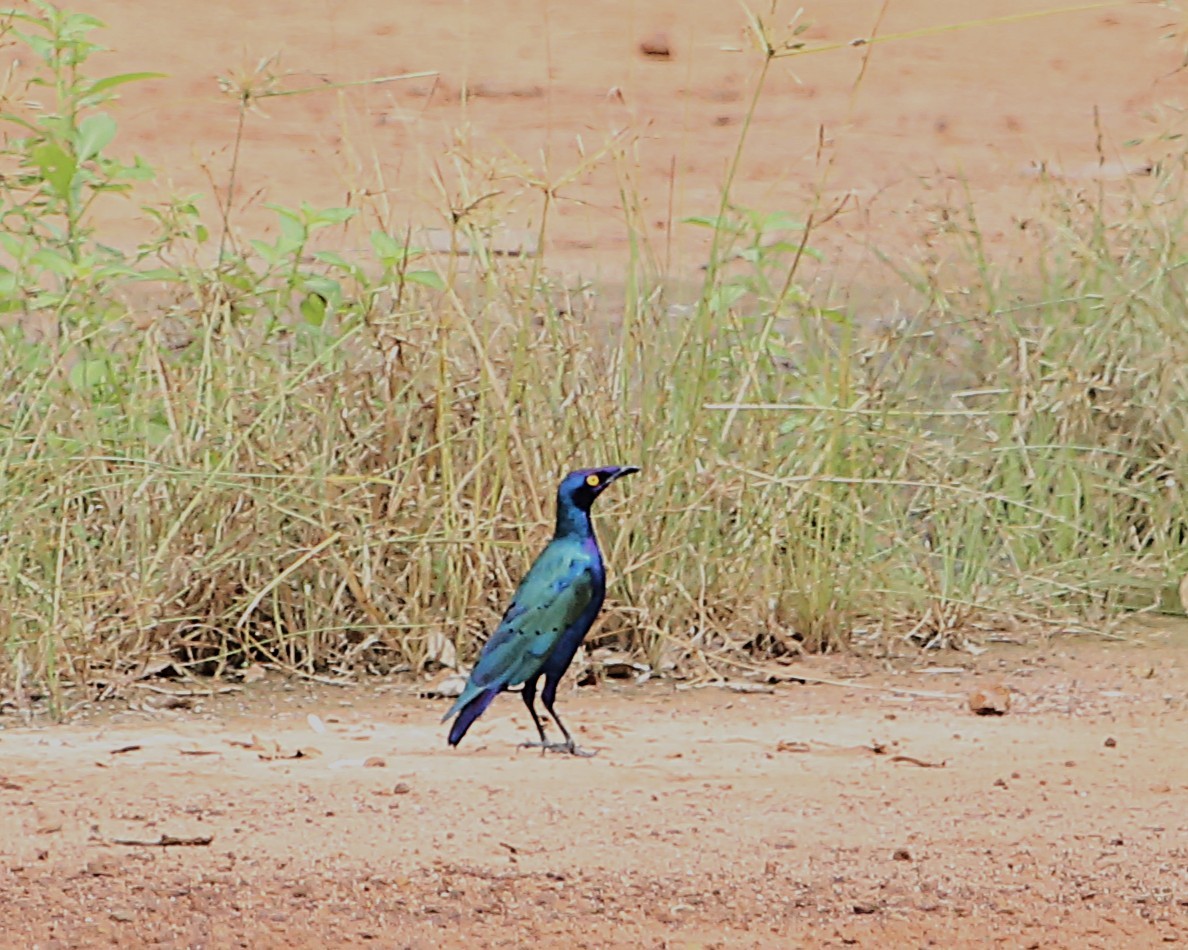 leskoptev kovová - ML647607160