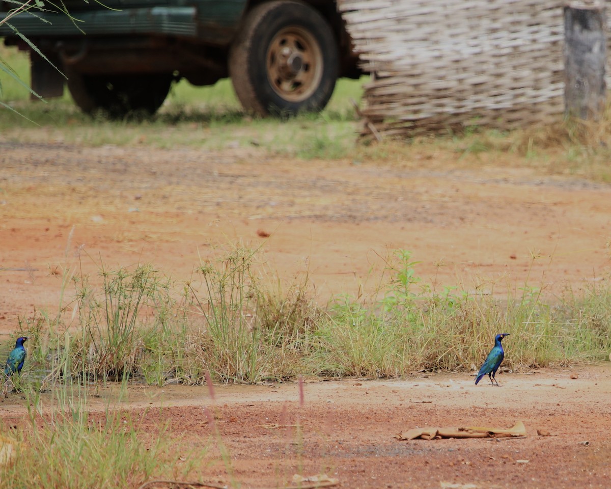 leskoptev kovová - ML647607161