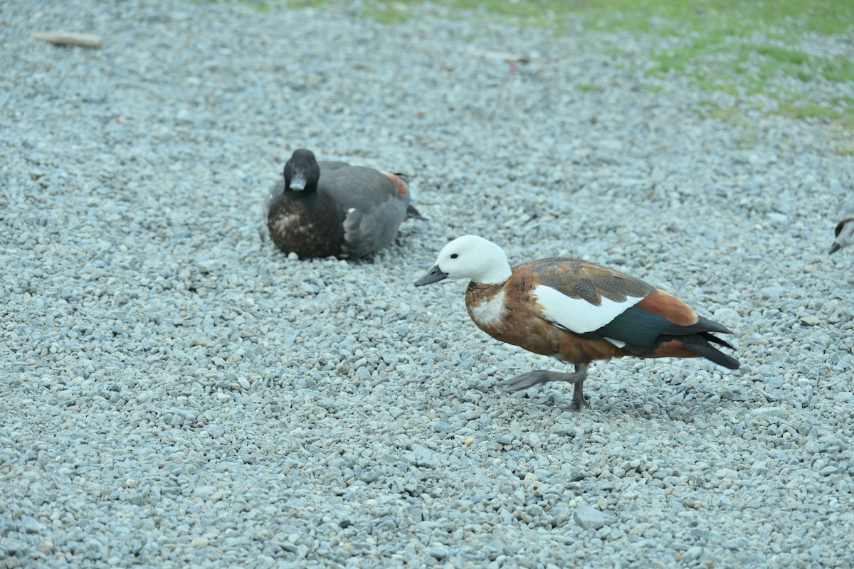 Paradise Shelduck - ML647607209