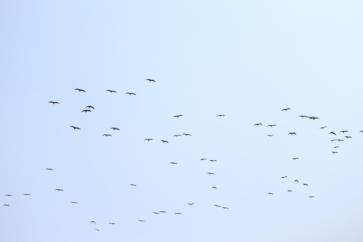 Morito Común - ML647607217