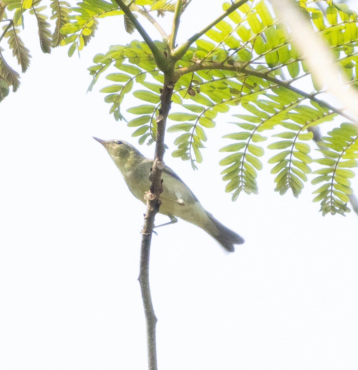 Green Warbler - ML647607223