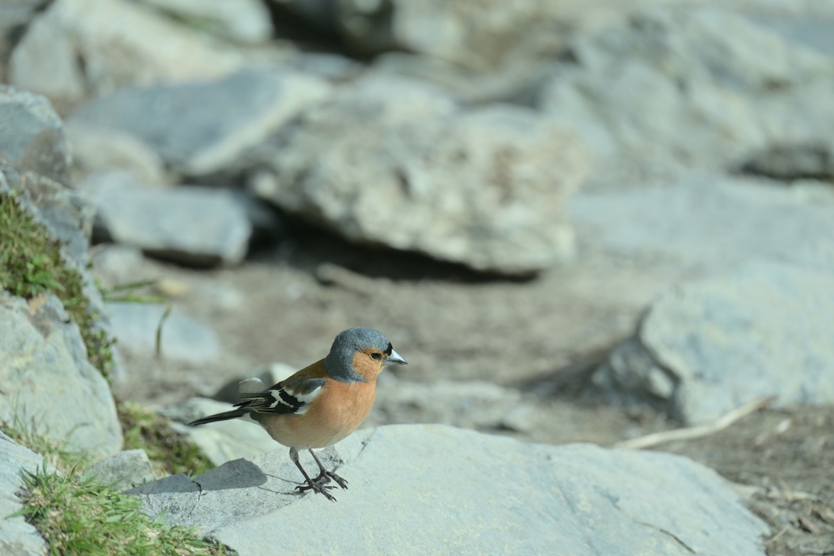 Common Chaffinch - ML647607227
