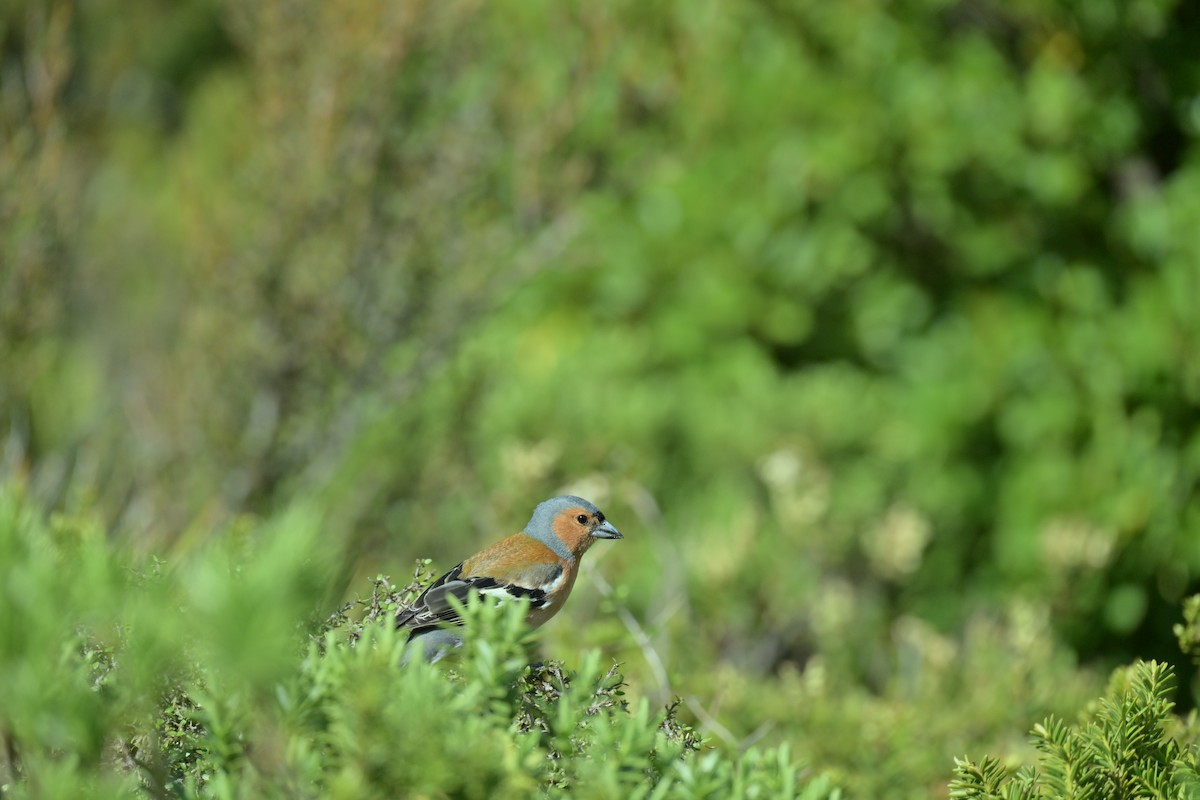 Common Chaffinch - ML647607228