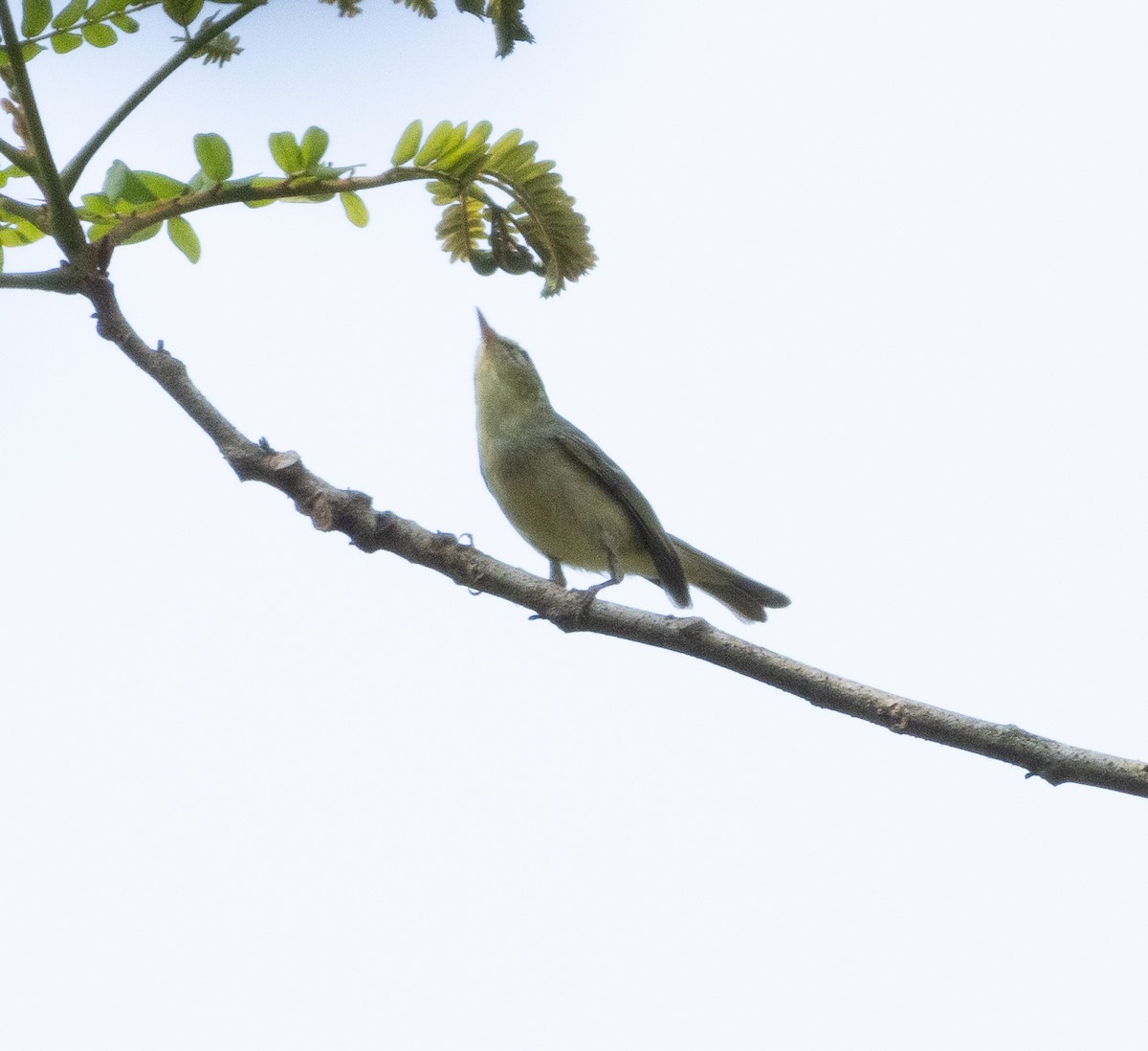 Green Warbler - ML647607231