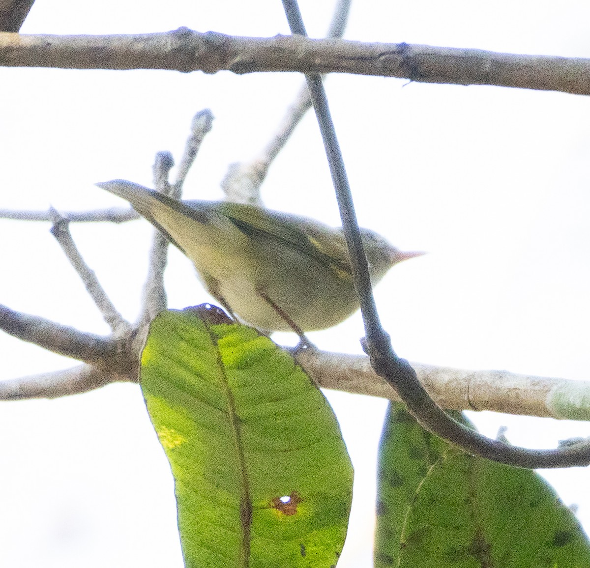 Green Warbler - ML647607246