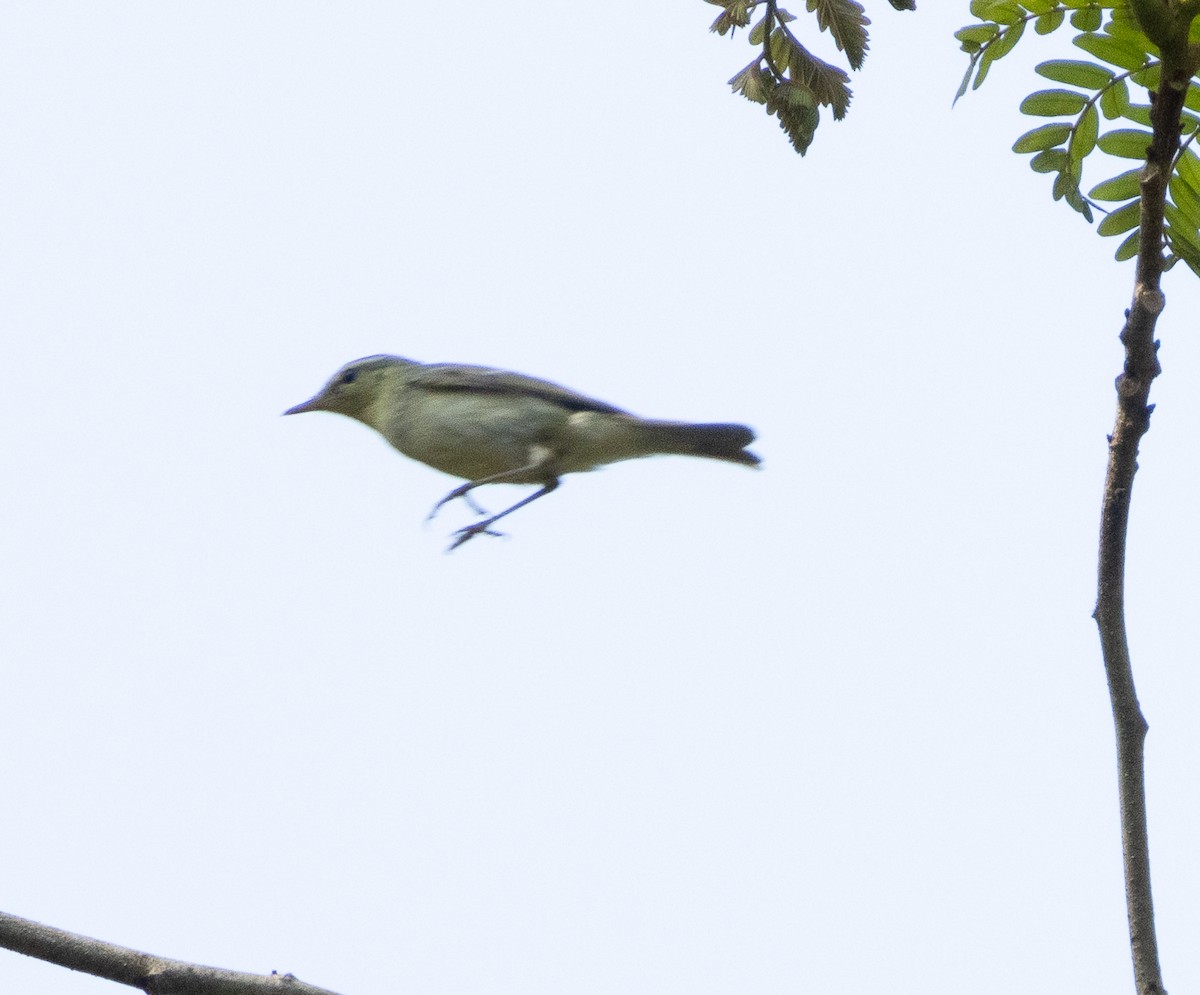 Green Warbler - ML647607247