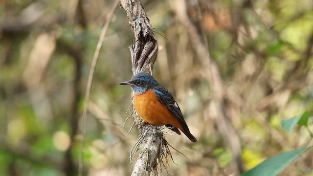 Blue-capped Rock-Thrush - ML647607259