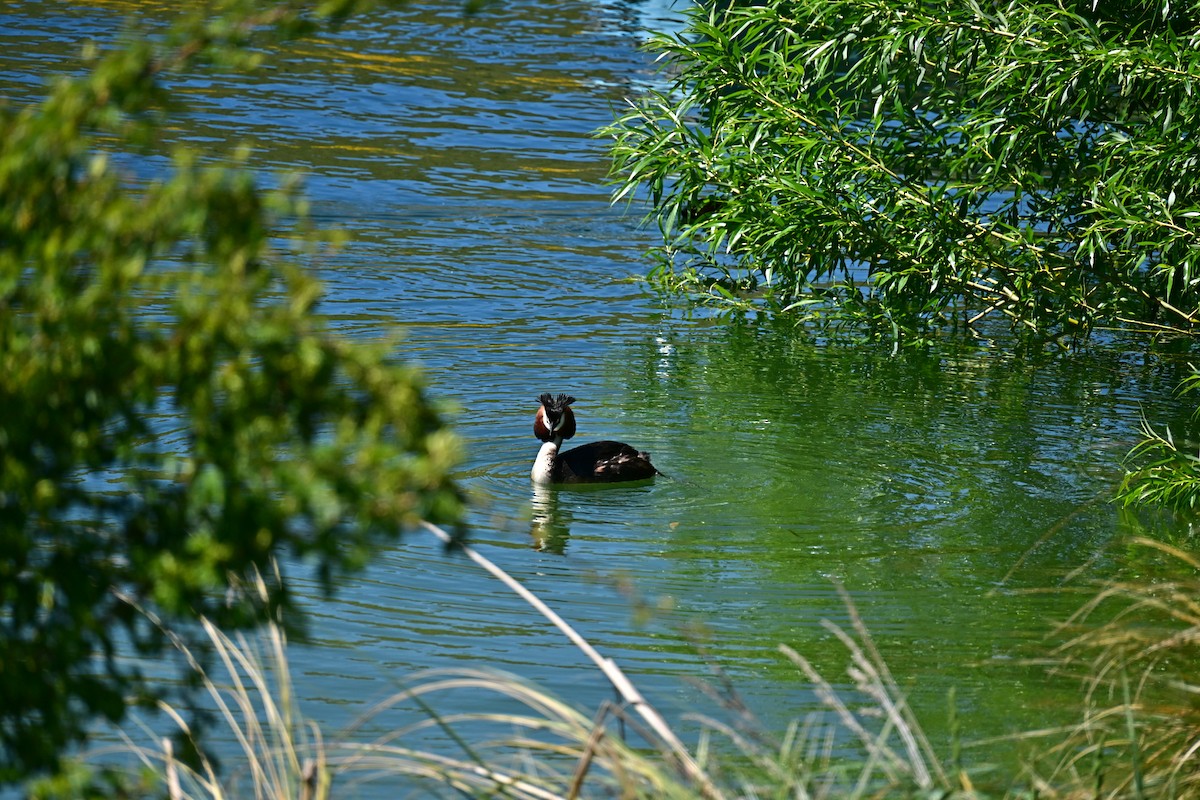 Great Crested Grebe - ML647607290