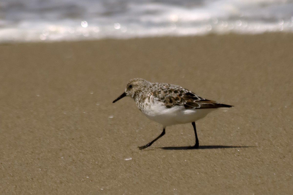 Sanderling - ML647607302