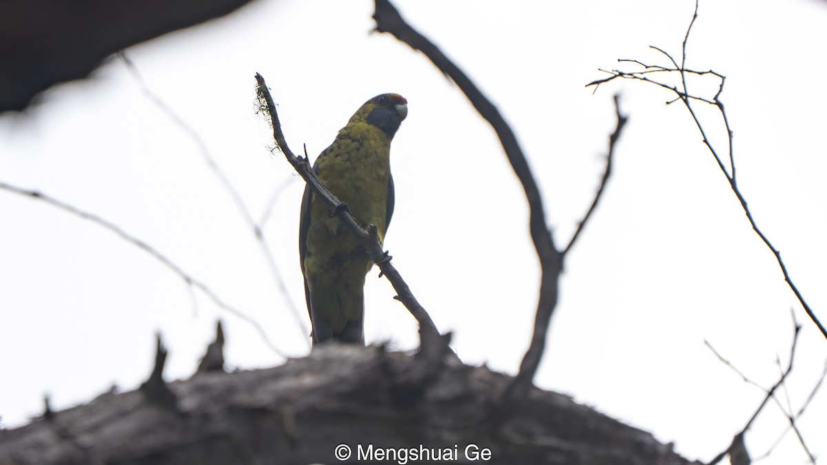 Perico de Tasmania - ML647607307
