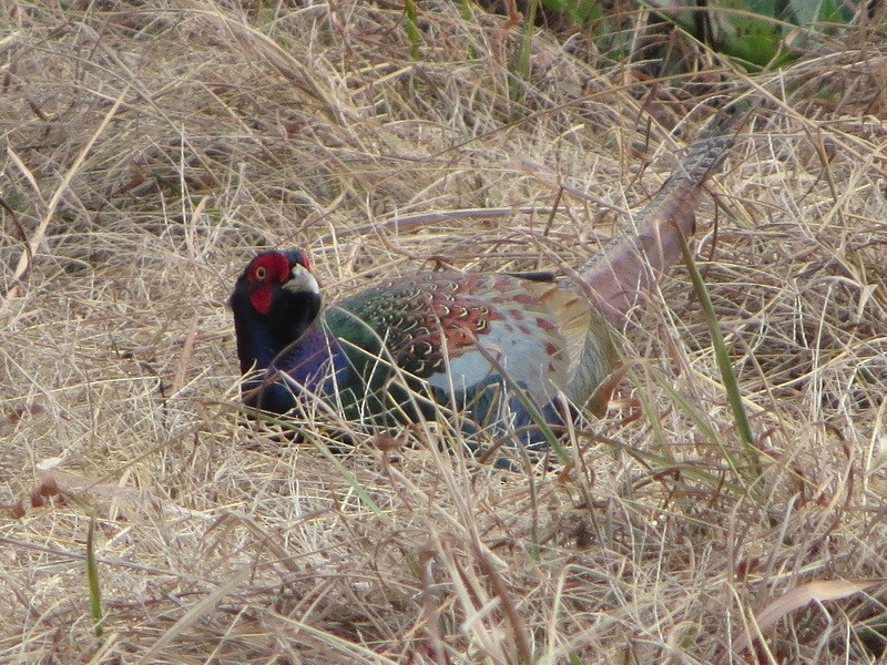 Faisán Verde - ML647607310