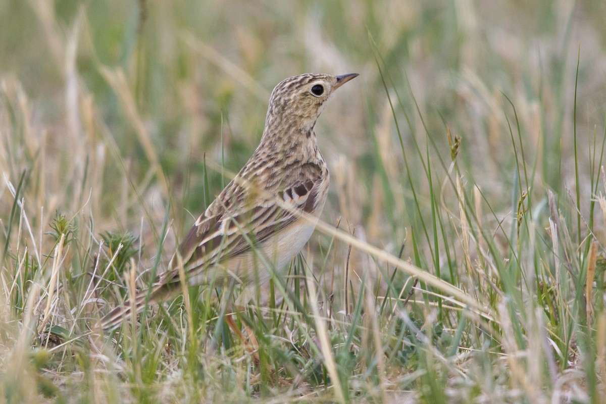 Bisbita Estepario - ML647607311