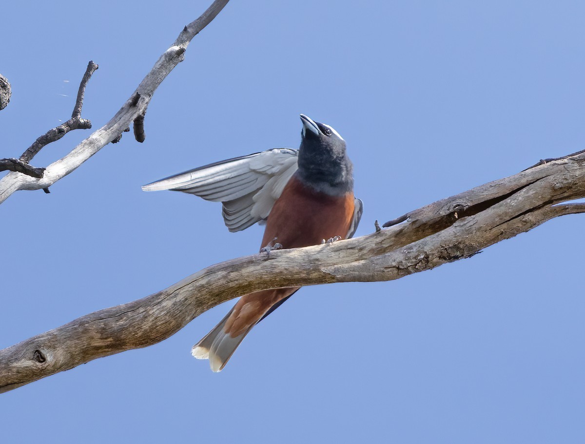 Artamo Cejiblanco - ML647607317