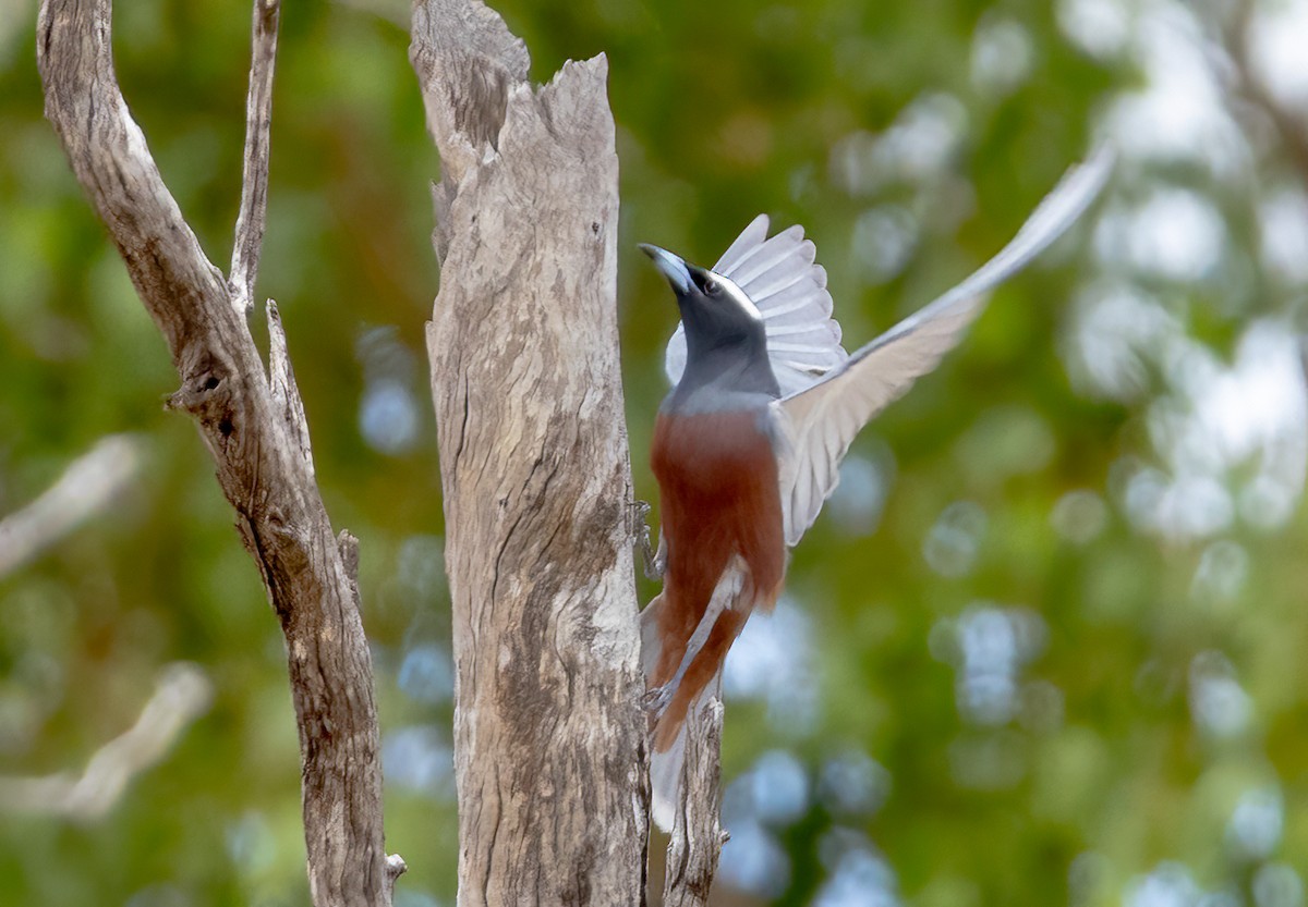 Artamo Cejiblanco - ML647607318