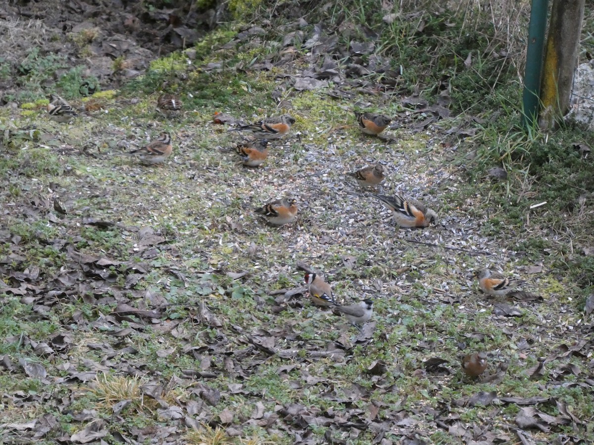 Pinzón Real - ML647607320