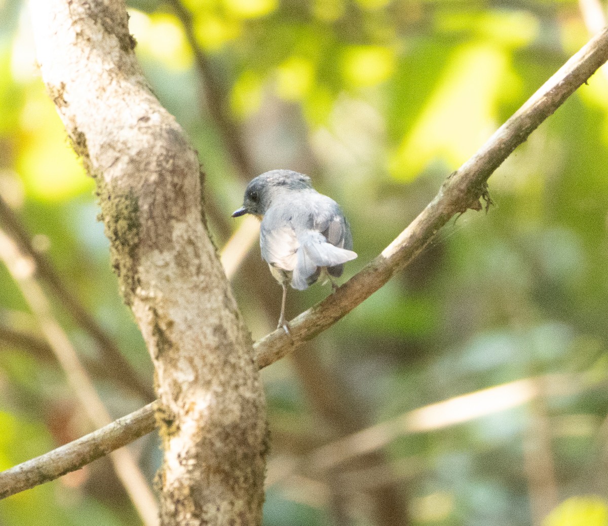 Papamoscas de Tickell - ML647607321