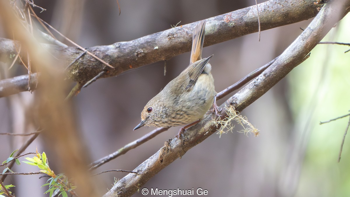 Acantiza Parda - ML647607322