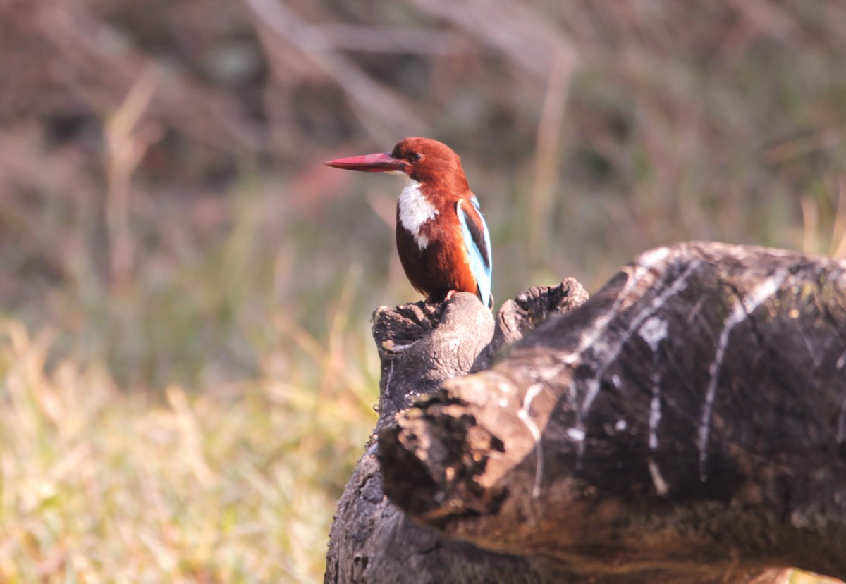 Alción de Esmirna - ML647607323