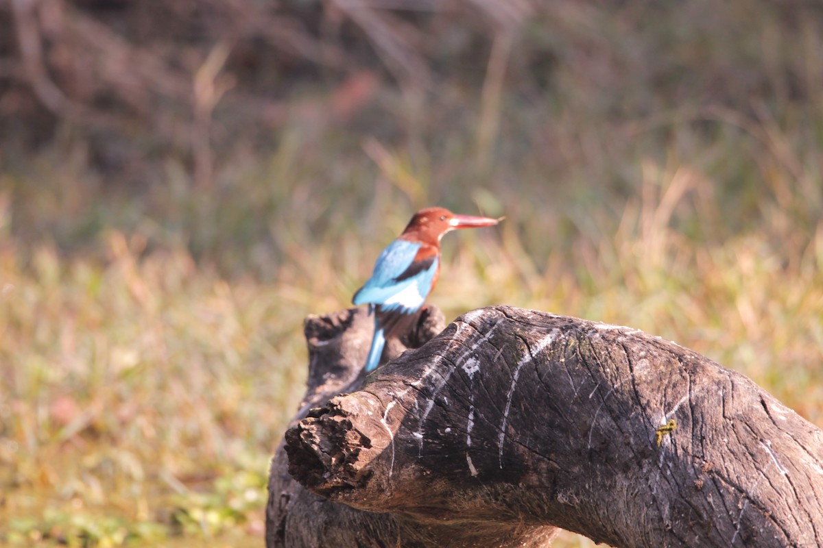 Alción de Esmirna - ML647607324