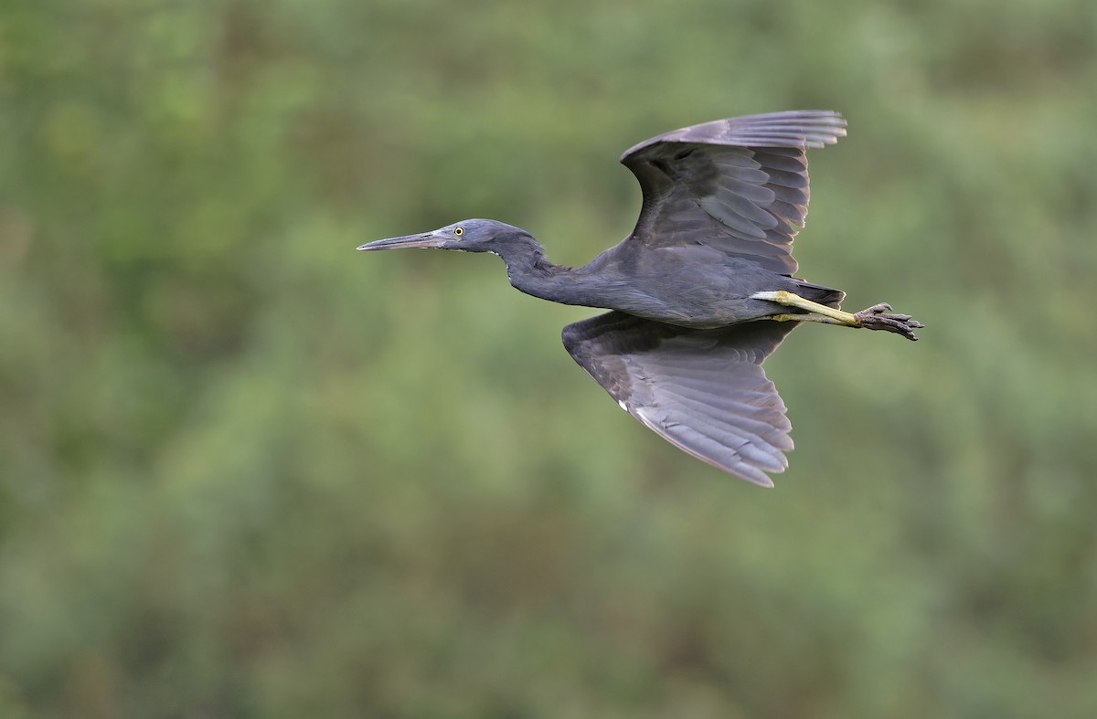 Garceta de Arrecife - ML647607326