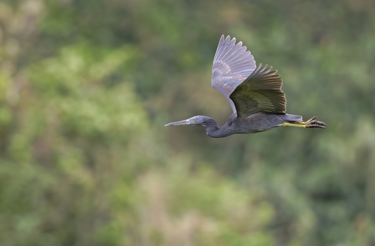 Garceta de Arrecife - ML647607327