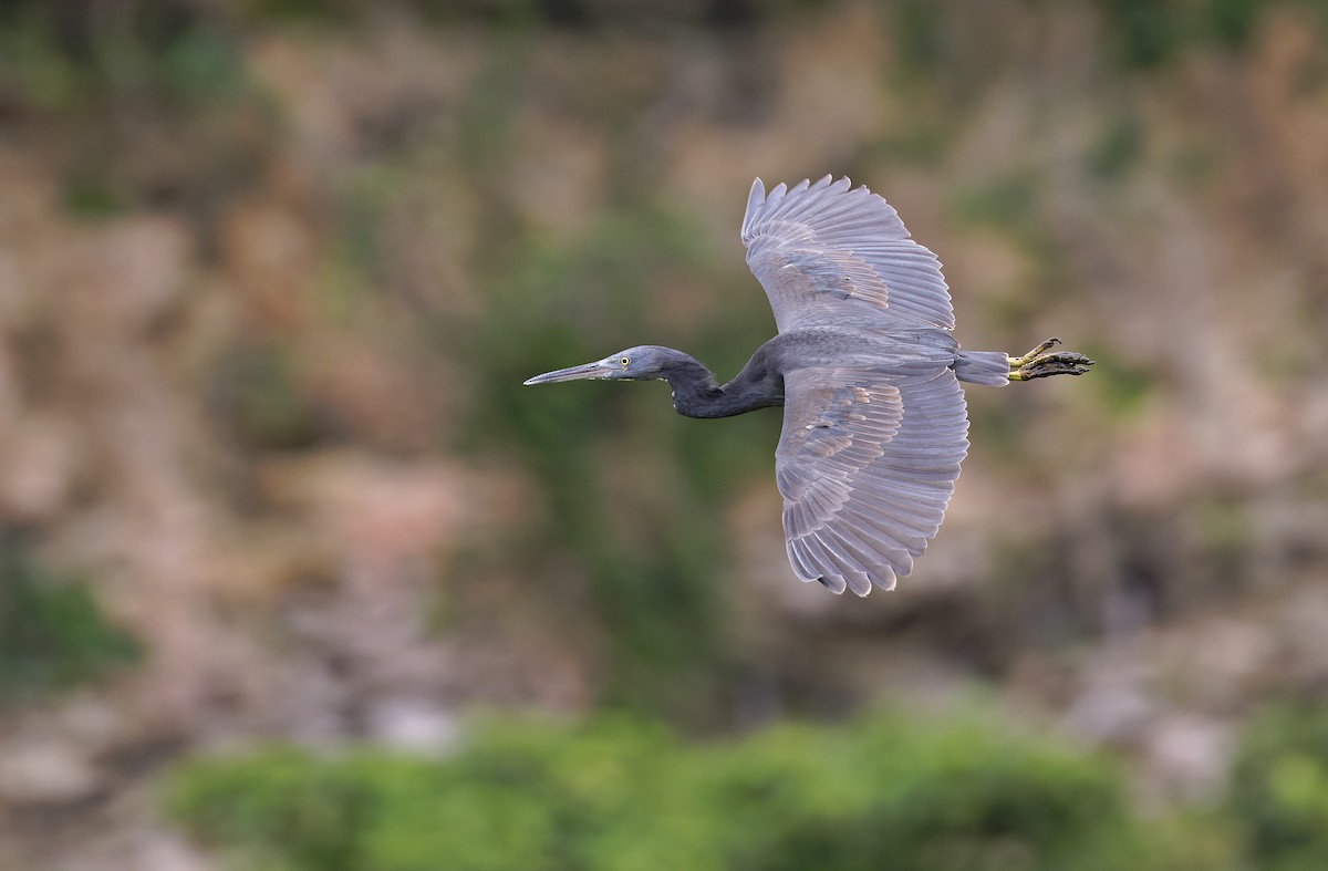 Garceta de Arrecife - ML647607328