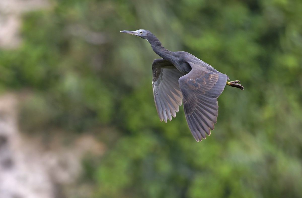 Garceta de Arrecife - ML647607329